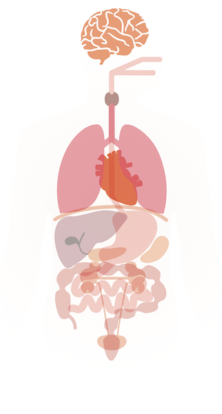 人体図（気になる部分をオプション検査）