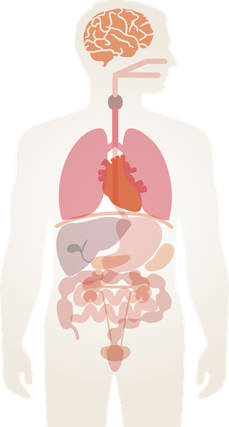 人体図（気になる部分をオプション検査）